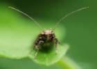 tutaabsolutaimg_small.jpg