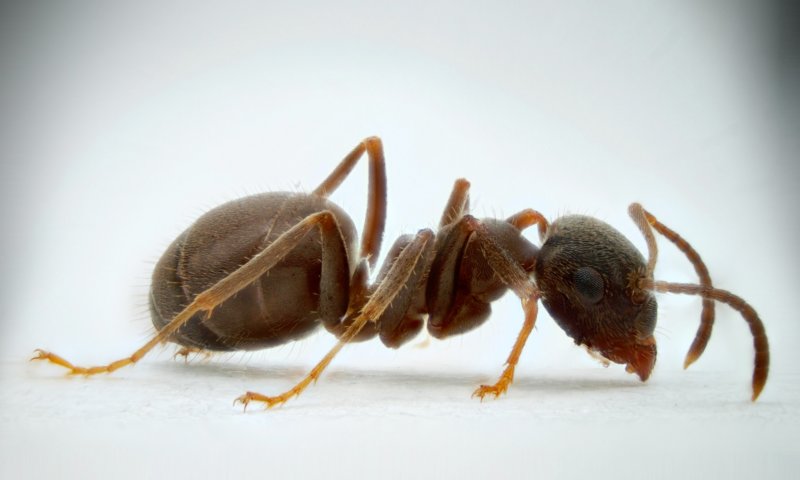 hangyaprofil.jpg
