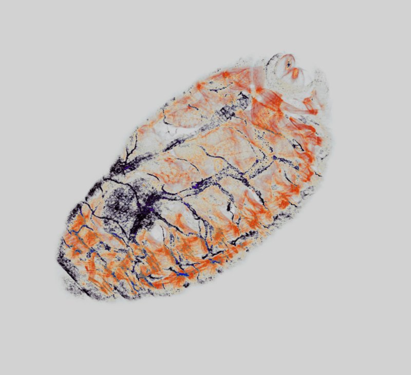 drosophilaembri.jpg