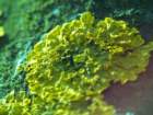 atermeszetaprfagylaltoskelyhei_small.jpg
