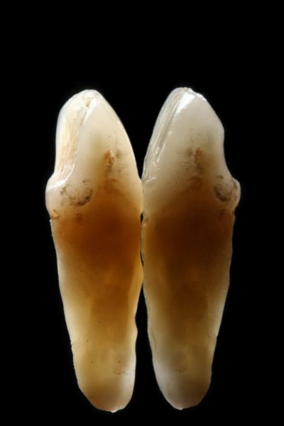 odontophylia.jpg