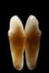 odontophylia_small.jpg